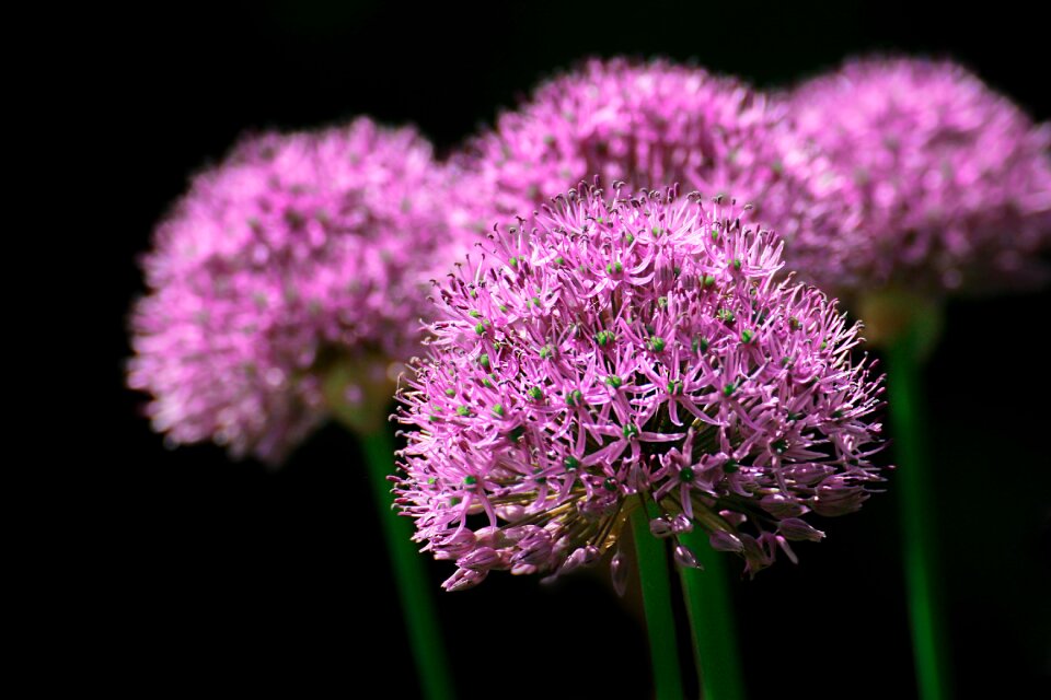 Nature blossom color