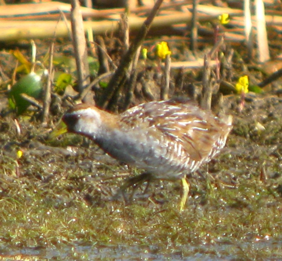 IMG 2189 c Sora TNC Kankakee Sands IN 8-6-09