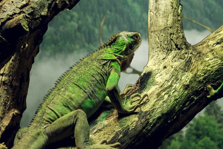 Reptile zoo scaly