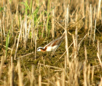 DSCN8438 c Wilson's Phalarope  Newton Co IN 5-15-13