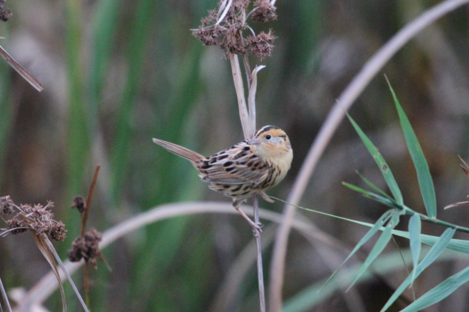 IMG 4178c LeConte's Sparrow TNC Kankakee Sands IN 10-12-2017