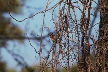 IMG 2175c Eastern Bluebird LaSalle FWA IN 9-18-2017