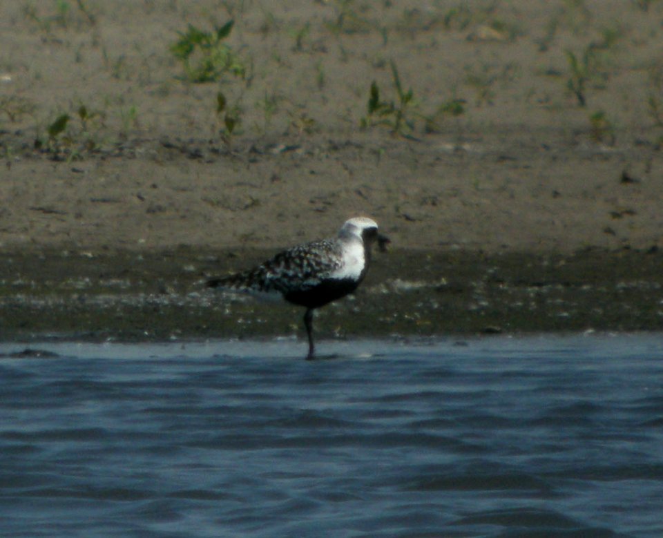 DSCN3403 c Black-Bellied Plover  Kankakee Co IL 5-20-12