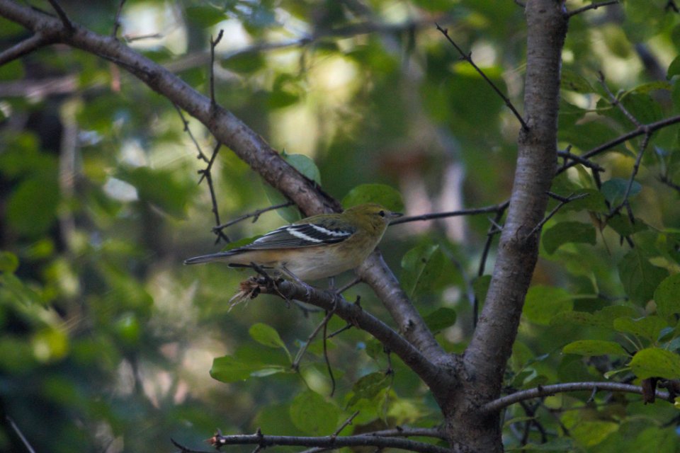 IMG 2726c Bay-breasted Warbler LaSalle FWA IN 9-25-2017