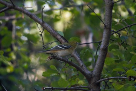 IMG 2726c Bay-breasted Warbler LaSalle FWA IN 9-25-2017