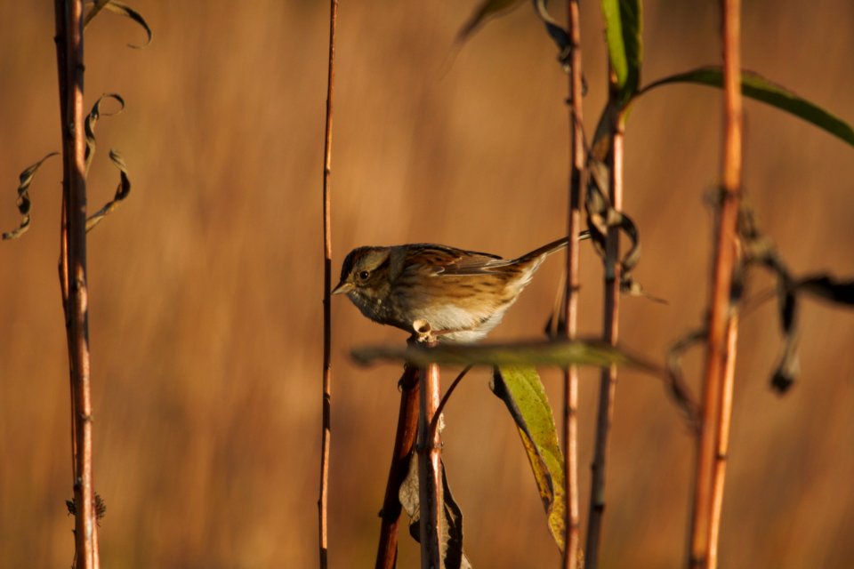 IMG 4853c Swamp Sparrow Perry Farm Kankakee Co IL 10-18-2017