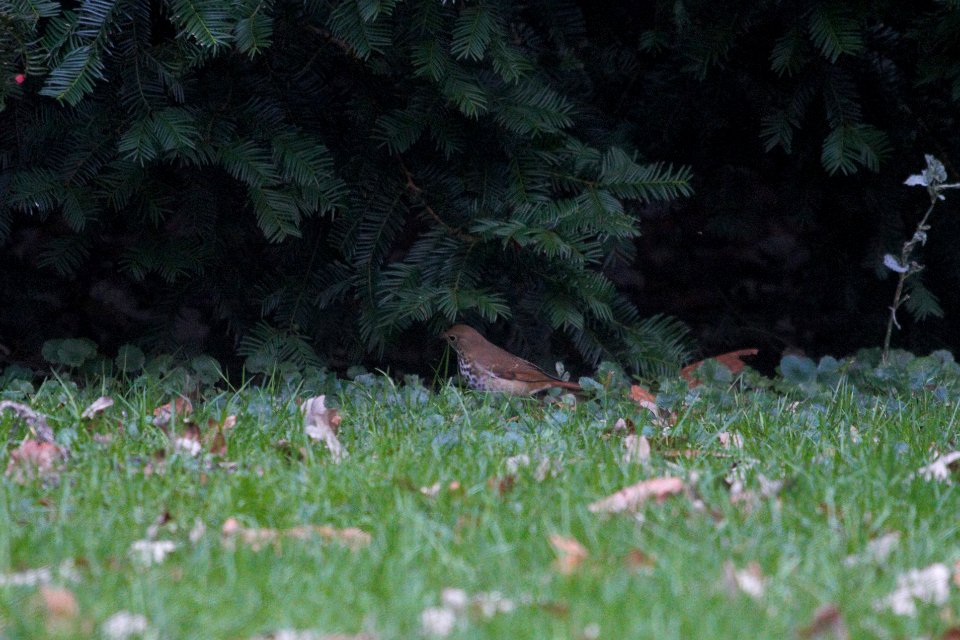 IMG 4325c Hermit Thrush Hse Kankakee IL 10-14-2017