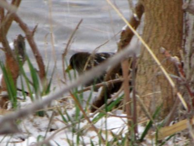 IMG 3689c Sora Braidwood Lake IL 4-16-2018