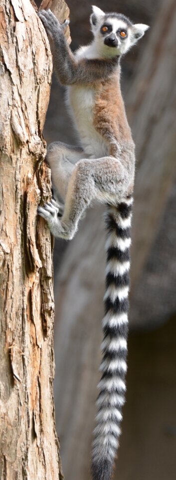 Lemurs animal mammal