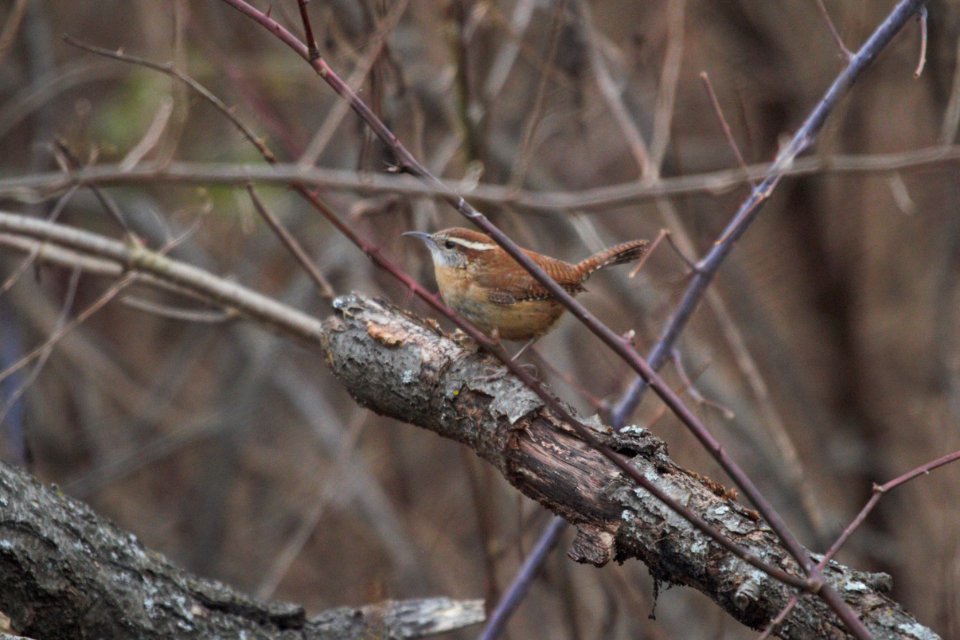 IMG 6634c Carolina Wren Braidwood Lake IL 12-21-2017