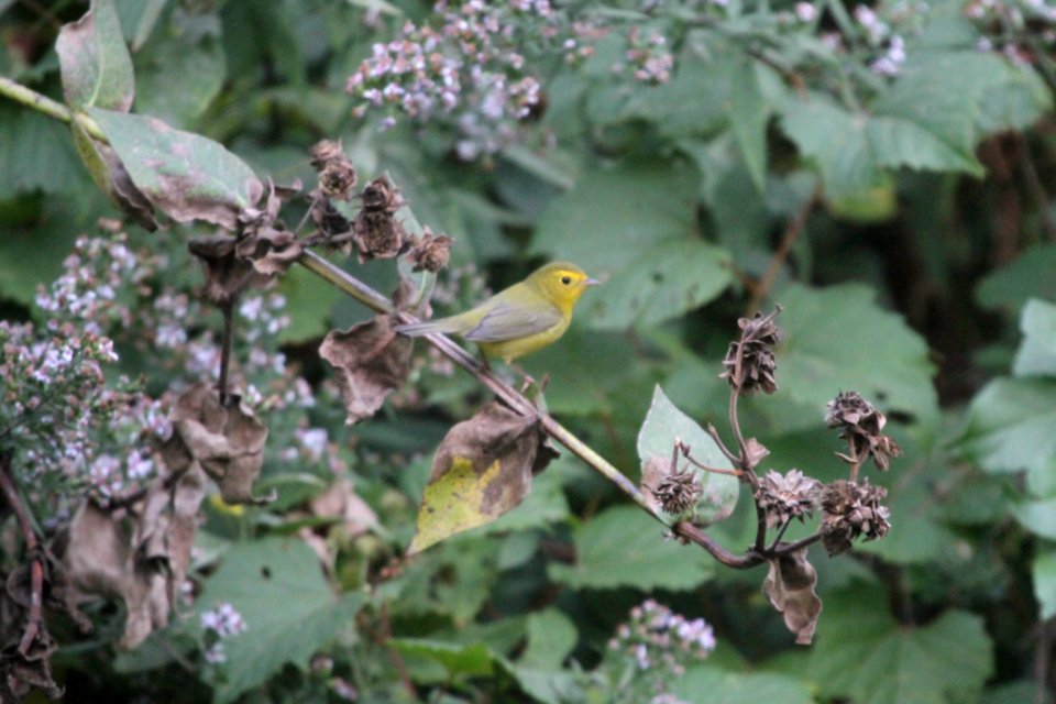 IMG 3489c Wilson's Warbler Hse Kankakee IL 10-2-2017