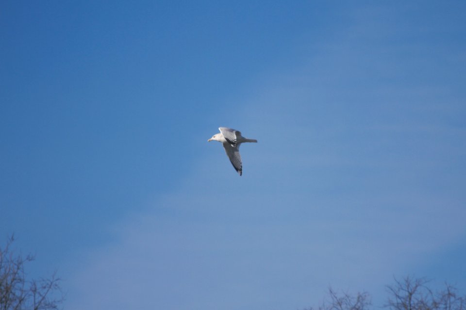 IMG 7210c Herring Gull Kankakee IL 1-14-2018