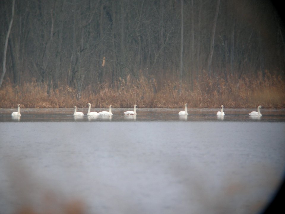DSCN0114c Tundra Swan LaSalle FWA IN 1-8-2019
