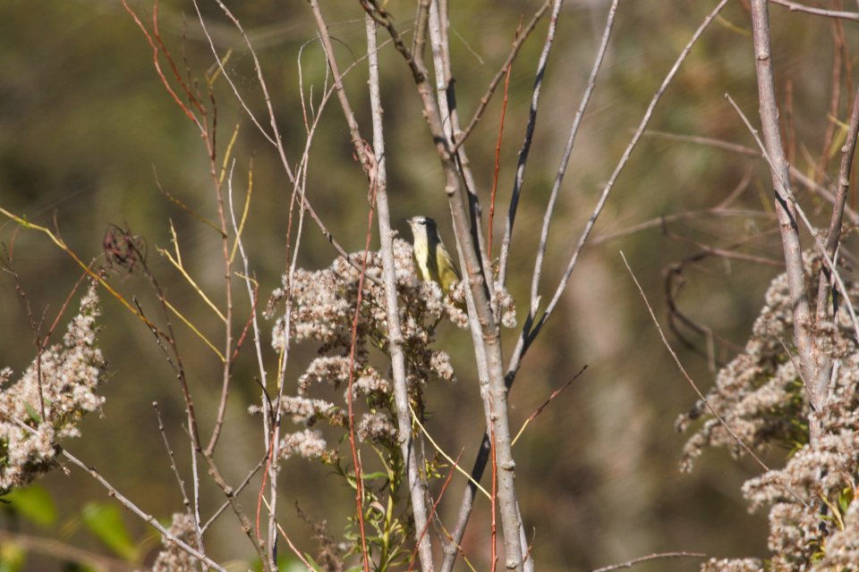 IMG 4955c Orange-crowned Warbler LaSalle FWA IN 10-20-2017