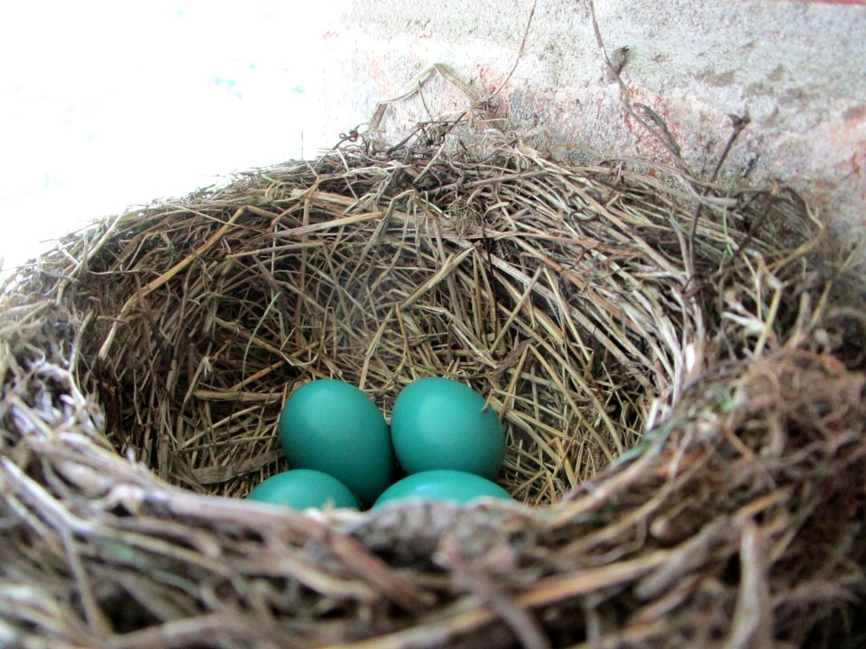 IMG 0068 American Robin nest Hse Kankakee IL 5-10-2018
