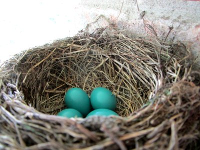 IMG 0068 American Robin nest Hse Kankakee IL 5-10-2018