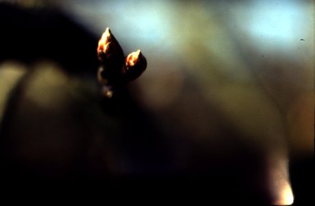 Exa + Tessar 2,8/50 - Bud