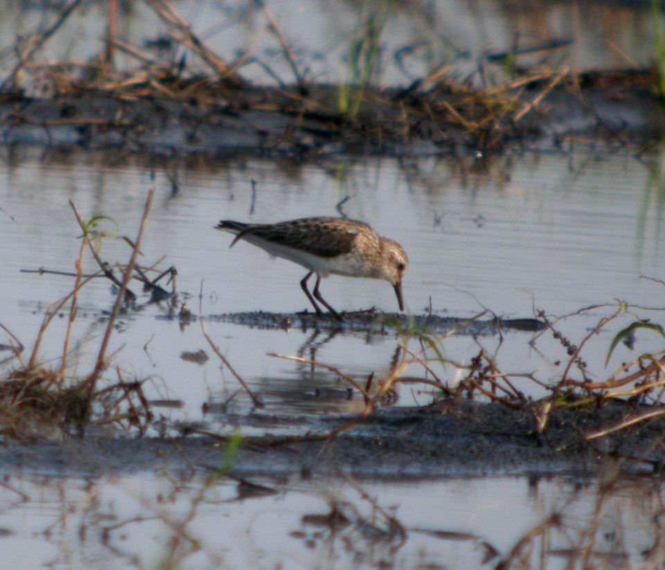 DSCN7332 c Semipalmated Sandpiper Kankakee Co IL 6-7-11