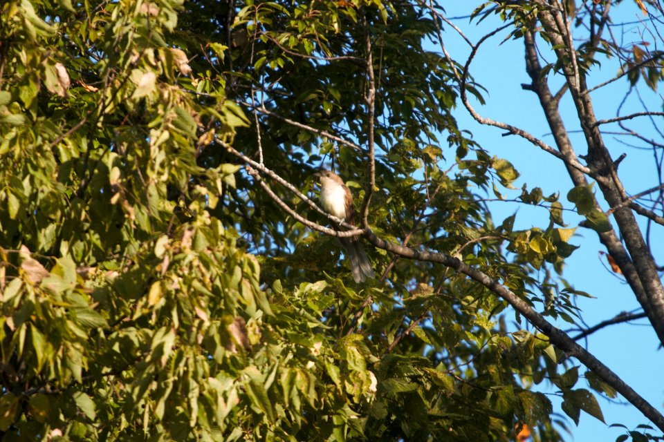 IMG 3261c BB Cuckoo Perry Farm Kankakee Co IL 9-29-2017