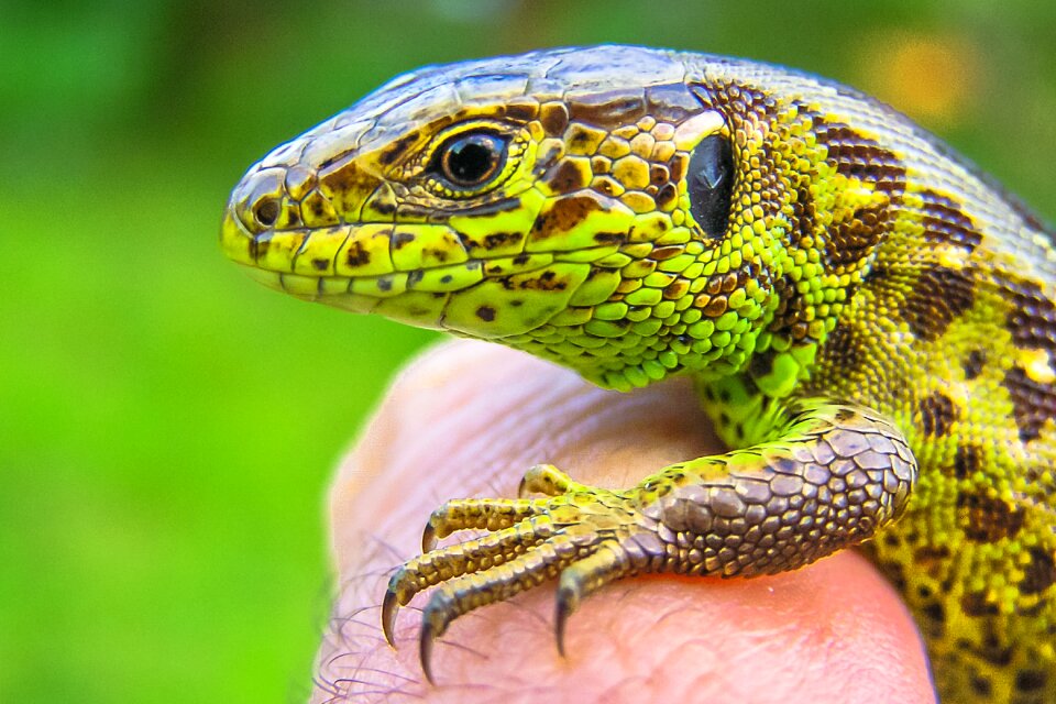 The lizard nature reptile