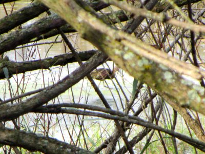 IMG 3290c White-faced Ibis Willowhaven Area Kankakee Co IL 10-25-2017