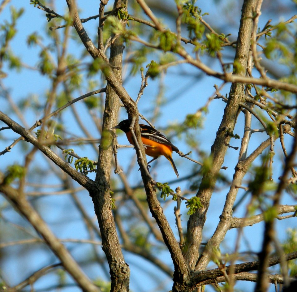 DSCN8085 c Baltimore Oriole  Kankakee Co IL 4-30-13