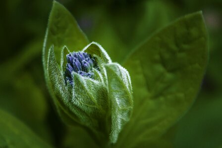 Blossom wild blue