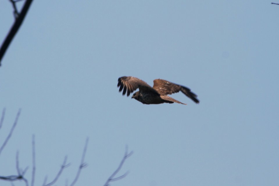 IMG 0277c Red-shouldered Hawk (juv) LaSalle FWA IN 8-14-2017