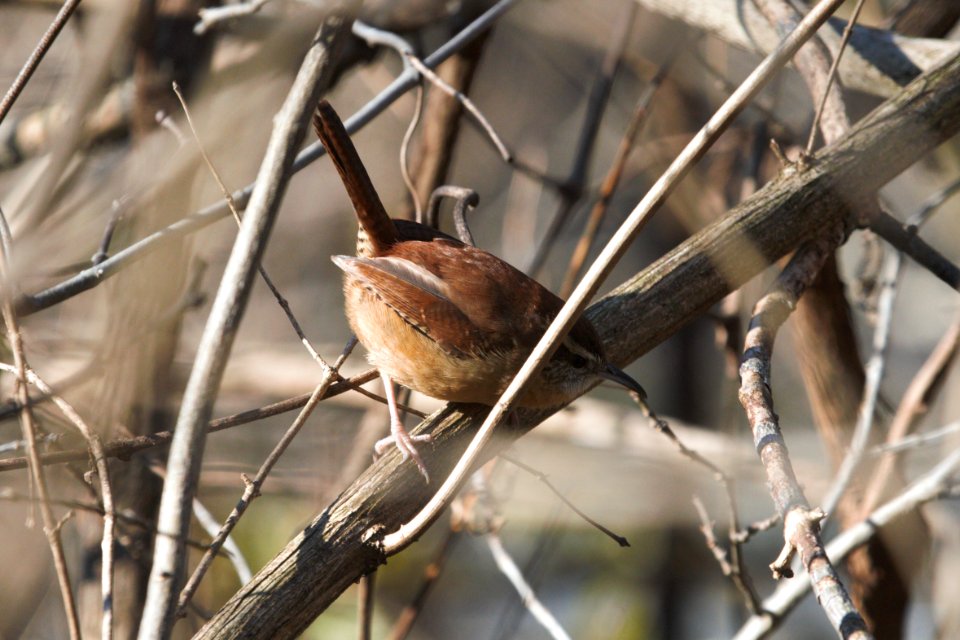 IMG 6267c Carolina Wren Metro-sewer Kankakee IL 12-06-2017