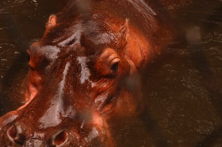 Hippopotamus zoo jungle