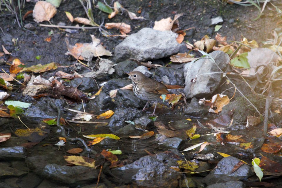 IMG 5607c-Hermit Thrush Perry Farm Kankakee Co IL 11-01-2017