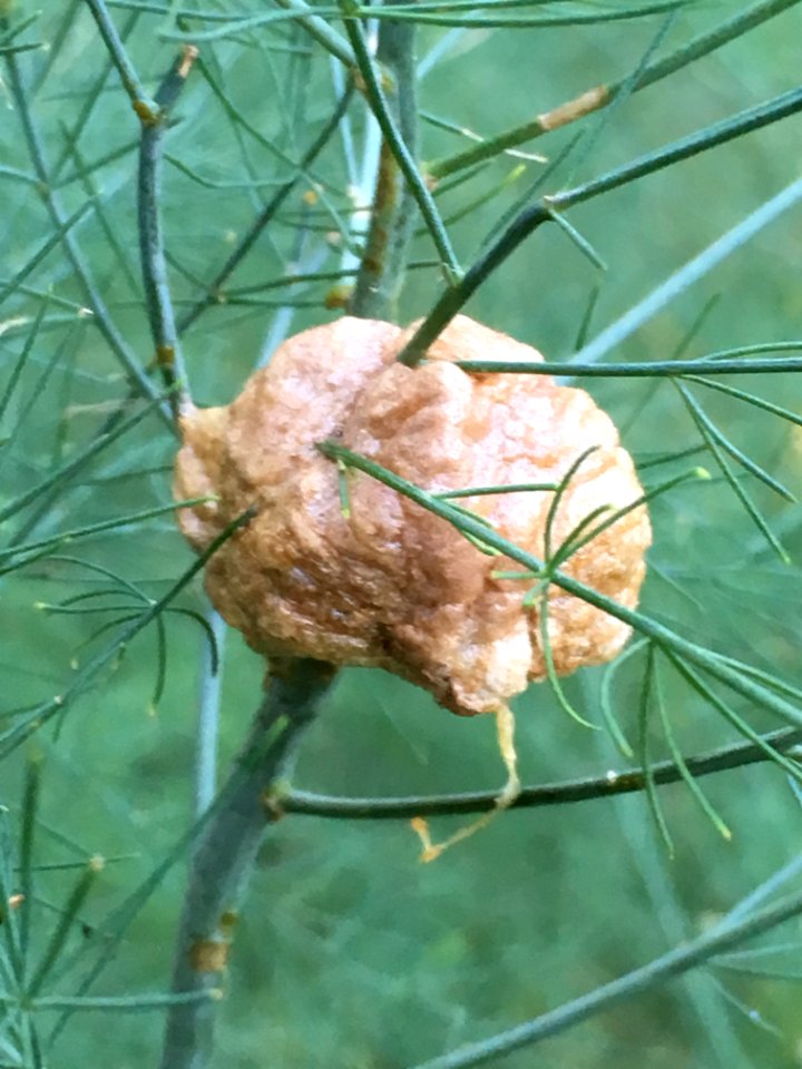IMG 3916c Praying Mantis Egg Capsule Hse Kankakee IL 10-8-2017