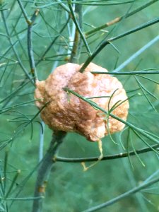 IMG 3916c Praying Mantis Egg Capsule Hse Kankakee IL 10-8-2017