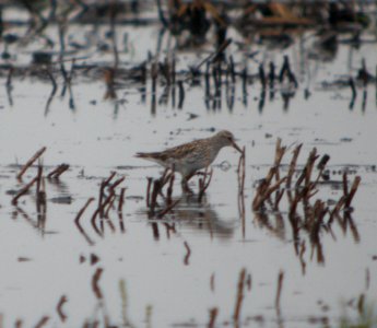 DSCN7532 c White-rumped Sandpiper Newton Co IN 6-10-11