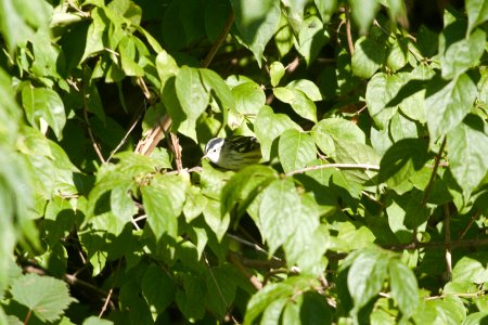 IMG 0467c Black-and-White Warbler (I or F) LeVasseur Park Kankakee IL 8-23-2017