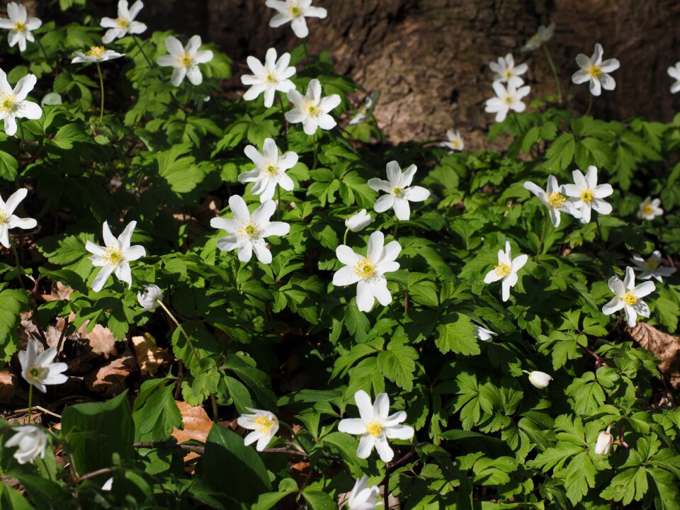 Flower white anemone nemorosa