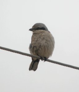 DSCN0775 c Northern Shrike  Grundy Co IL 1-26-12