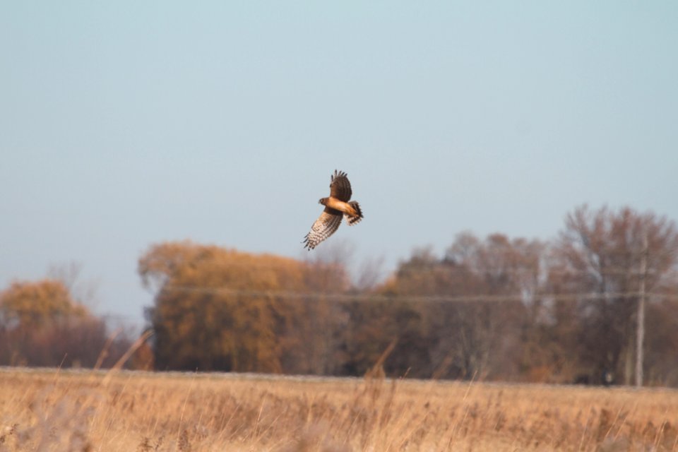 IMG 5911c Northern Harrier Willowhavern Area Kankakee Co IL 11-26-2017