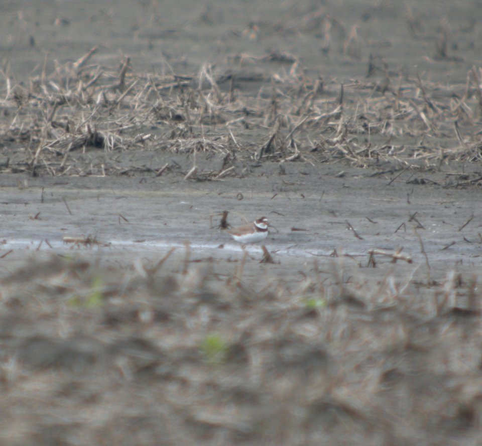 DSCN8265 c Semipalmated Plover  Kankakee Co IL 5-9-13