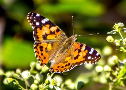 Day 231 - Hackberry Emperor Butterfly photo