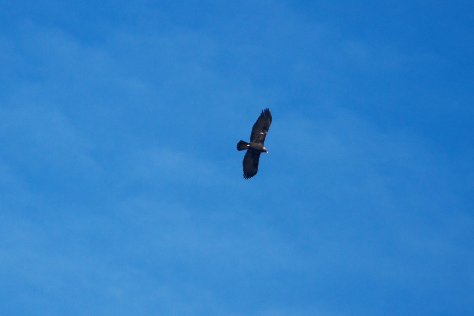 IMG 6794c Golden Eagle Waterton Canyon CO 12-27-2017
