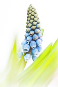 Flowers plant flora