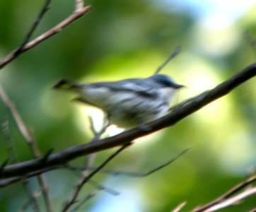 DSCN3421 c Cerulean Warbler Kankakee Co IL 5-22-12 photo