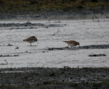 DSCN1665 c Pectoral Sandpiper (2)  Newton Co IN 3-8-12