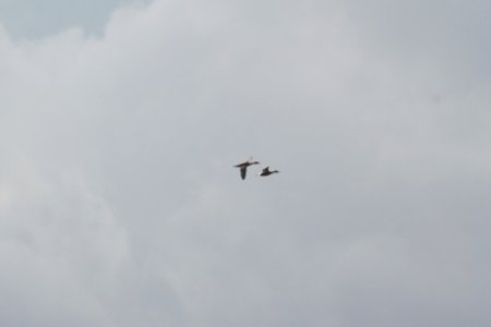 IMG 2293c Cinnamon Colored Northern Pintail H & E Sod Farm Momence IL 9-19-2017