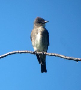 IMG 2628 c Olive-sided Flycatcher  Kankakee Co IL 8-23-09