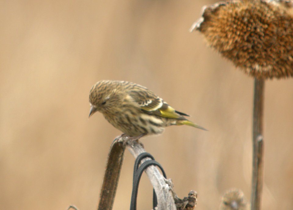 DSCN6455 c Pine Siskin Newton Co IN 11-19-12
