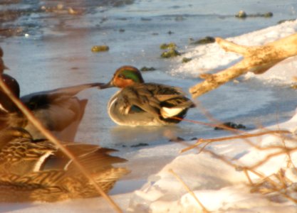 DSCN6820 c Green-winged Teal  Kankakee Co  IL 01-26-13