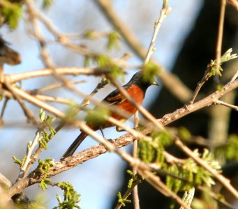 DSCN8078 c Orchard Oriole  Kankakee Co IL 4-30-13