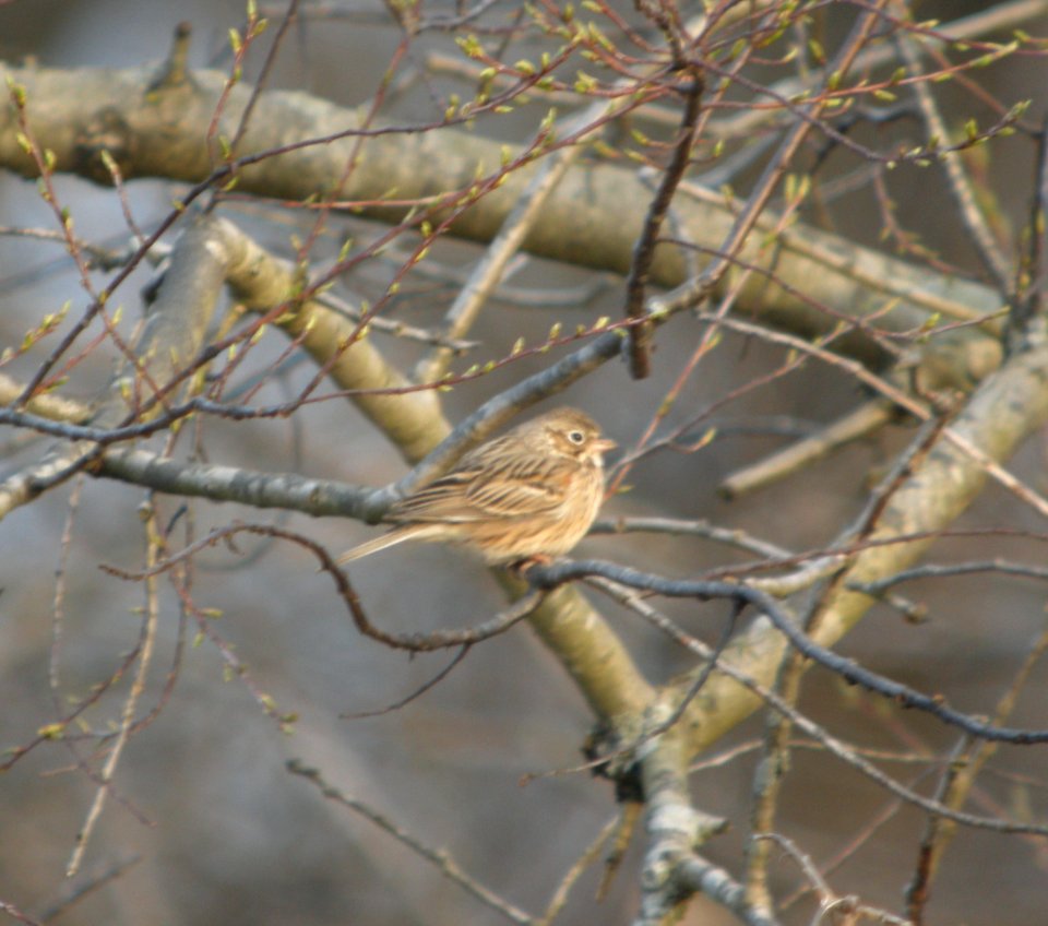 DSCN7408 c Vesper Sparrow  Kankakee Co IL 4-14-13